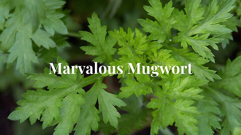 Mugwort: Nature's Bug Repellent
