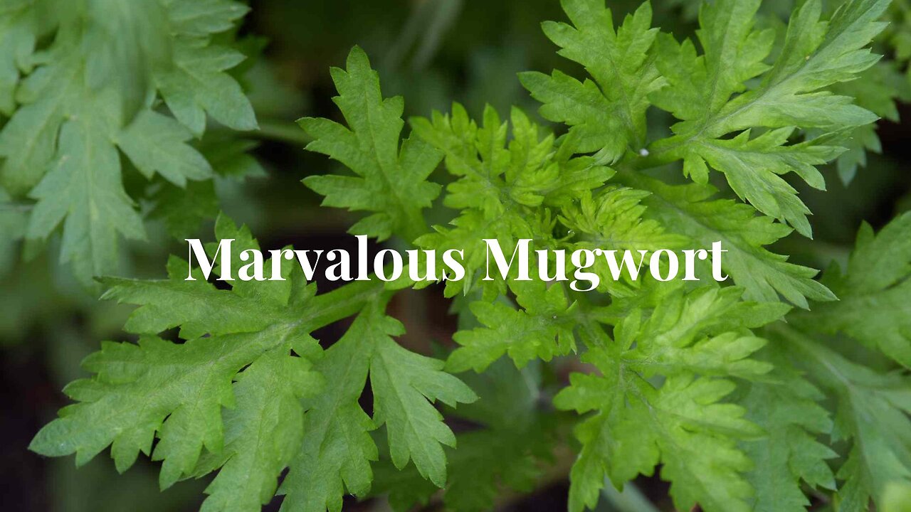 Mugwort: Nature's Bug Repellent