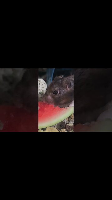 Hamster Eating Watermelon