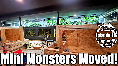 Mini Monster Fish Moved to the 4500 Gallon Xingu River, Plus Huge Progress on the 1200 Gallon Tanks!