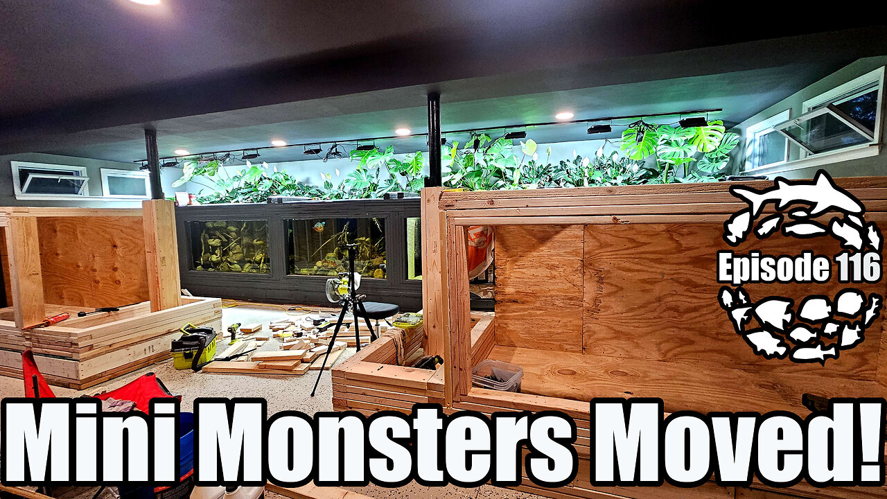 Mini Monster Fish Moved to the 4500 Gallon Xingu River, Plus Huge Progress on the 1200 Gallon Tanks!