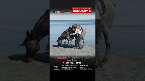 Meet Blue! 8 yr old Blue Roan AQHA Gelding available exclusively on Horsebid.com until January 2nd!