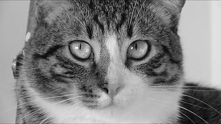 Black and White Cat Photography