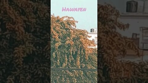 Hawayen. #viral #mm5 #shorts @MartaAndRustam