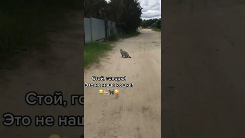 #shorts Смешные Коты Из Тик Тока 103 Funny Cats From Tiktok