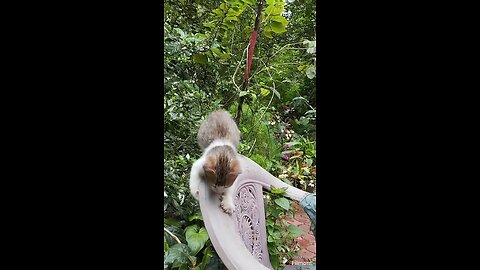 Cute little cat in trouble/cute cat 😺 😞😞