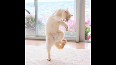 Funny Cat Dance in front of mirror