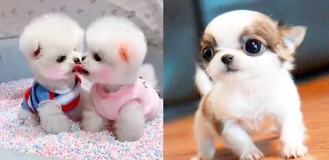 Funny Animal Videos 2022- Funniest Dogs And Cats Videos Funny Animals' Club171K views 17 hours ago
