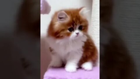Funniest Cat and Dog Videos Compilation