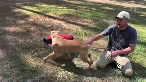 ASC’s Boomer (APBT) @ 7.5 months