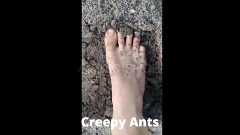 Ants #shorts #short #shortvideo