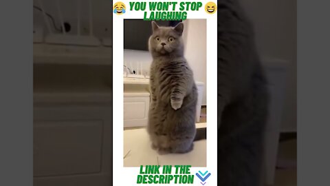 🤩BEST CAT FUNNY VIDEOS😅😊(MOST VIEWED 2021)