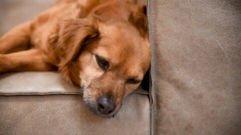Dog Stock Footage Pet Animal Free HD Videos no copyright