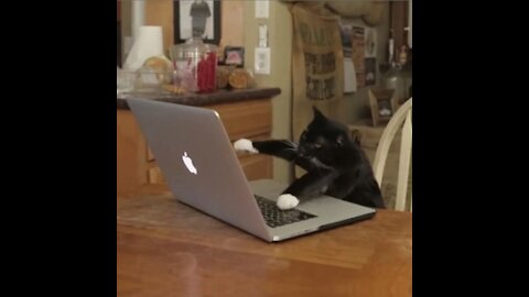super funny cats doing everything in their cat life