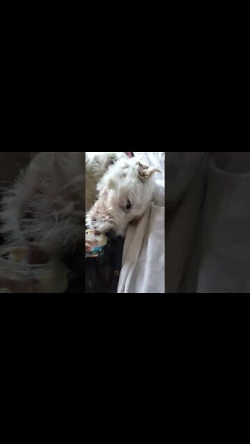 Ares twists in the morning Jack Russell