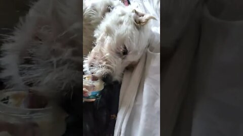 Ares twists in the morning Jack Russell