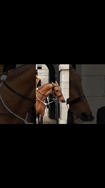 when arnies way the horse will play #horseguardsparade