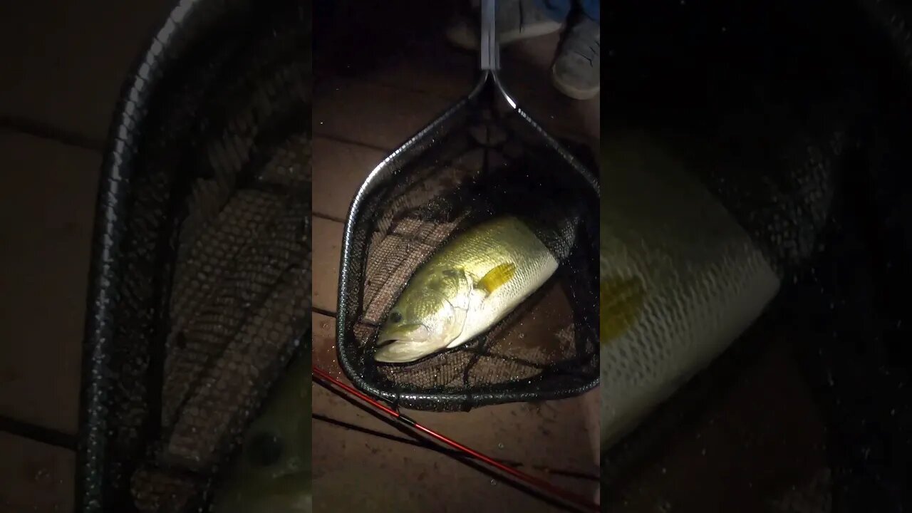 HOLY! ... NoOo come back fish! #bassfishing #fishing #shorts