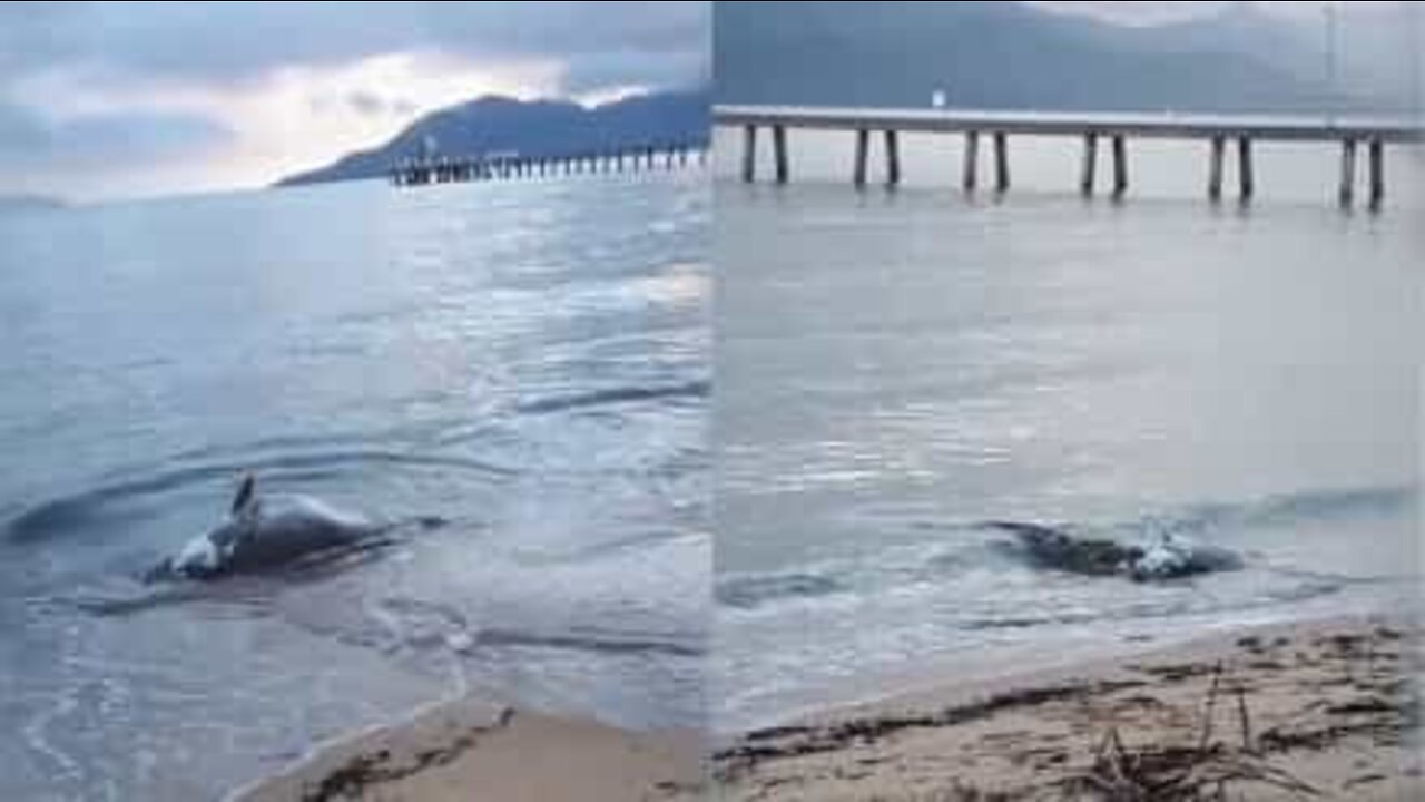 해변에서 죽은 그루퍼의 시체를 뜯어 먹는 악어