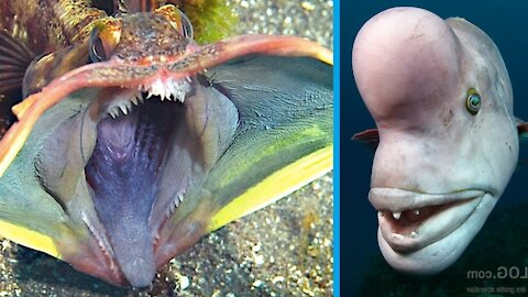Rare Animals On The World Do You Know?