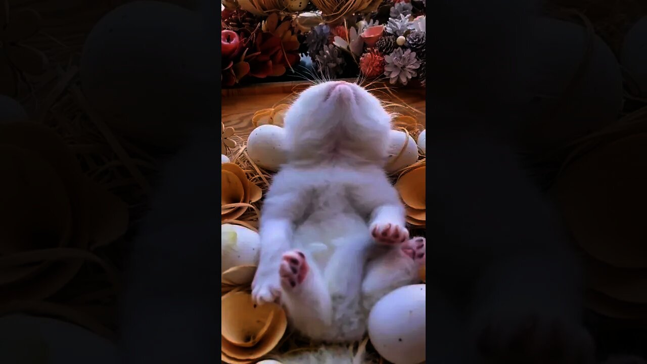 Anak Kucing Tidur Terlentang