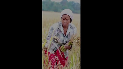 Cutting Rice Plant #Assam #India