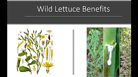 Lactuca virosa - Wild Opium Lettuce Benefits