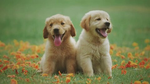 Cute Dogs Barking - Sound Effect ( Copyright free ) #1