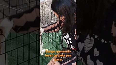 Pets para adoção em Miguel Pereira. #familiaflima #familia #lardocezange #pets