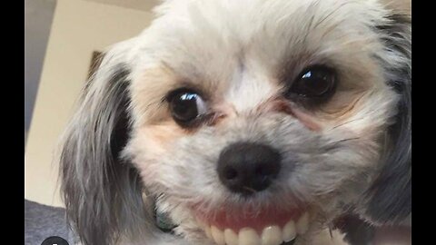 Try not to laugh 😁 funny