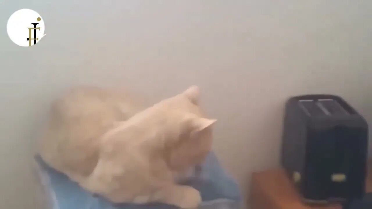 Pawsitively Hilarious Cat Antics - Laugh Out Loud with Our Feline Friends!