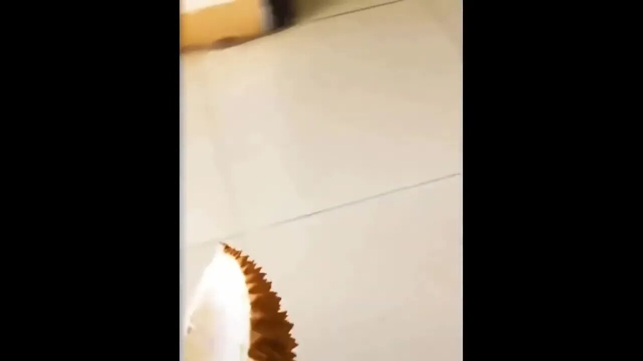 Funy Animals