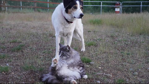"I'll Just Leave The Cat To Do What The Cat Does"