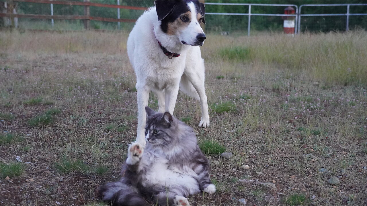 "I'll Just Leave The Cat To Do What The Cat Does"