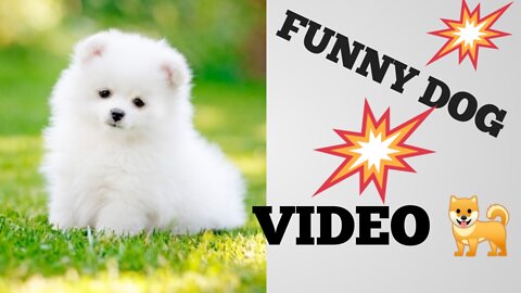 NEW _FUNNY_ DOG _VIDEO🐕🐕