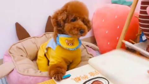 Baby Dog reads a book | Cute and Funny Dog Videos