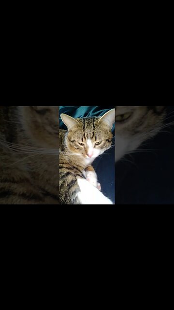 Green Eyed Cat Sleeps on a Blanket