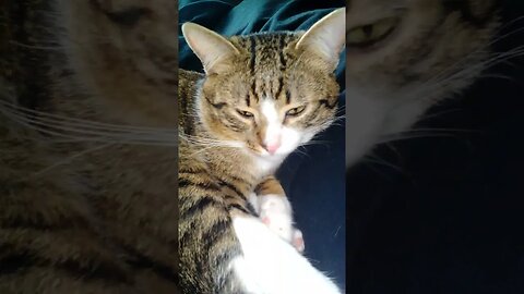 Green Eyed Cat Sleeps on a Blanket