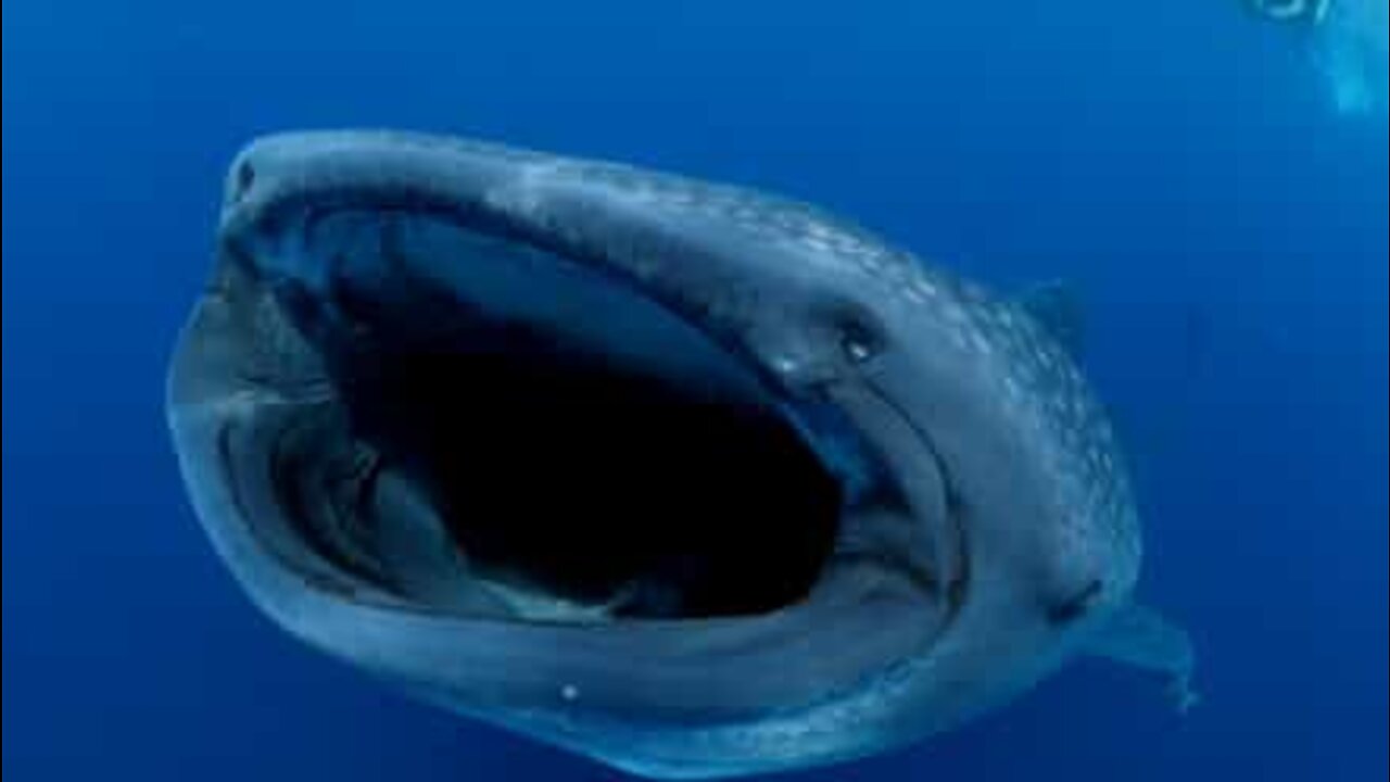 A whale shark's giant mouth filmed up close