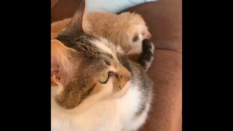 Cat's wagging tail repeatedly boops dog on the nose