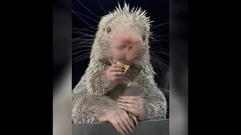 The Sweetest, Cutest Porcupine You Ever Did See!