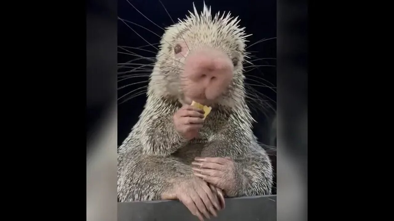 The Sweetest, Cutest Porcupine You Ever Did See!