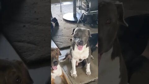 #PitbullPackLife - A few minutes after an intense moment and the Pitty pack is chillin'