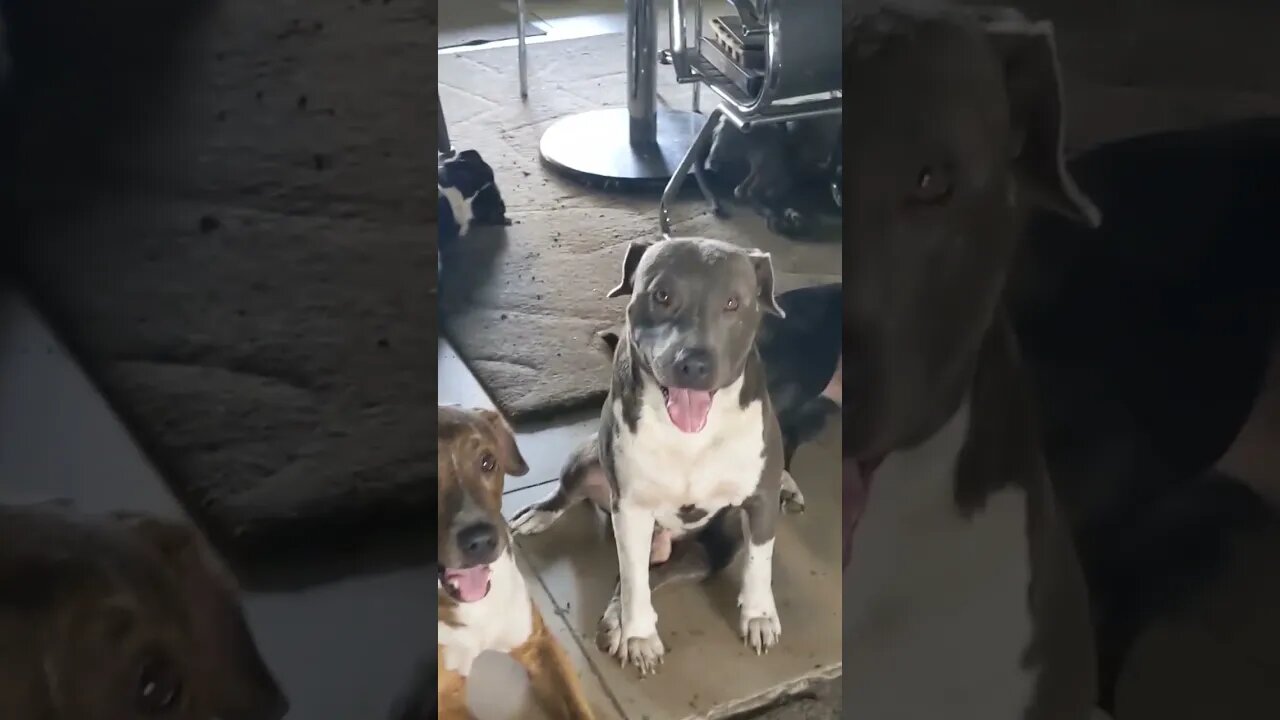 #PitbullPackLife - A few minutes after an intense moment and the Pitty pack is chillin'