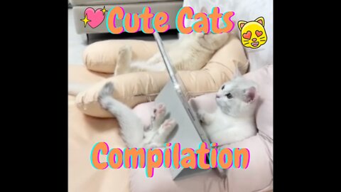 Cute Cat Compilation Vol 2 - These Cute Cats Will Make You Smile