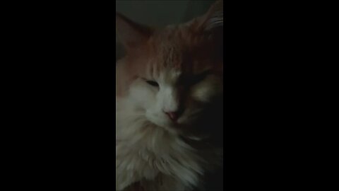 Rambo | The Apex Predator of the House - RJDJ Cat IRL