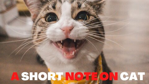 A SHORT NOTE ON CATS: PUSSYCAT