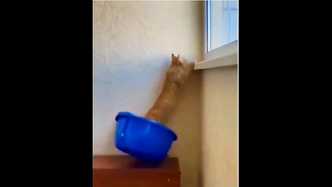 CAT IS IN TROUBLE😂😂