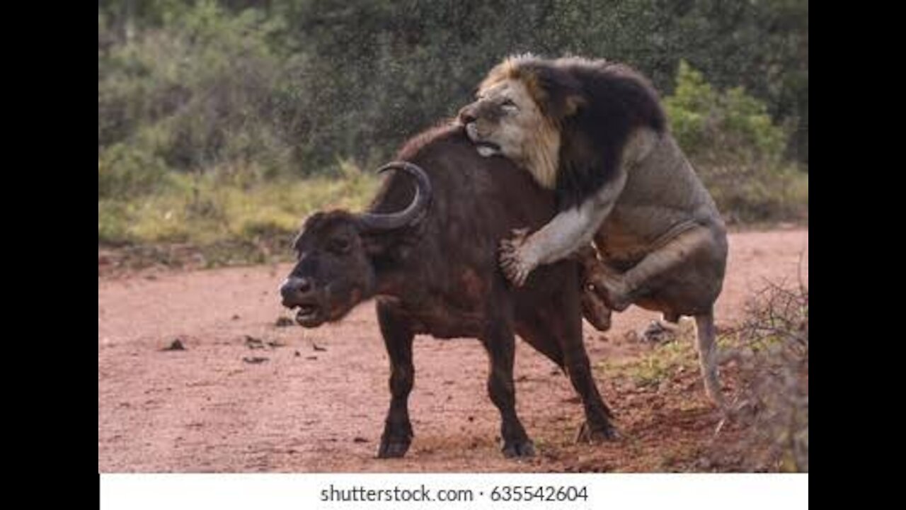 Wild animals, lion hunting buffalo