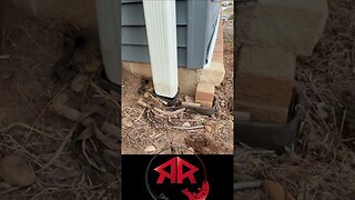 Gutter Bird